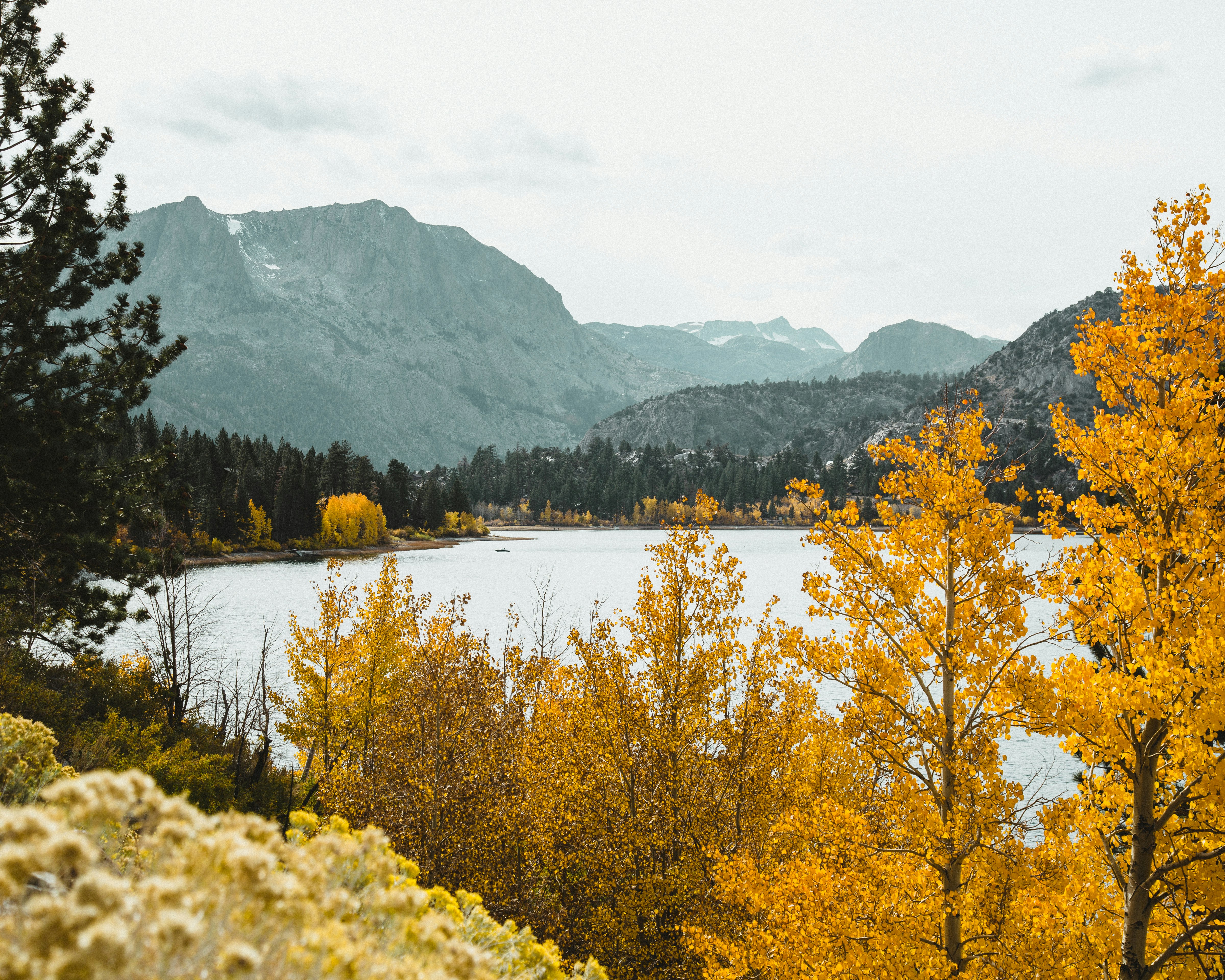 body of water surrounded with green trees